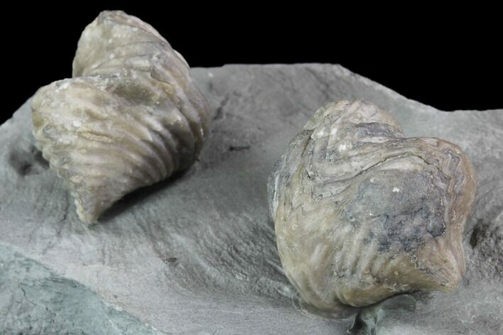 Pair Of Fossil Brachiopods (Platystrophia) - Indiana #95957
